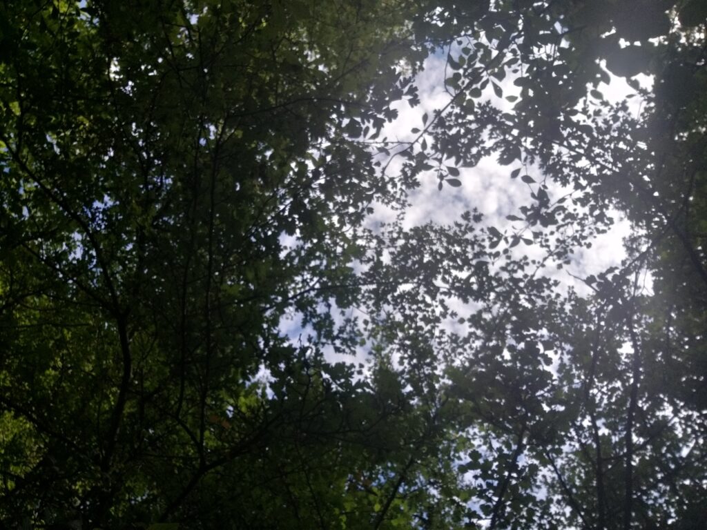 Blick von unten durch ein dichtes, grünes Blätterdach in den Himmel. Sonnenlicht bricht hell und fast blendend durch die Äste und Blätter, während der Himmel dazwischen mit weissen Wolken und blauen Stellen zu sehen ist. Die Szene wirkt ruhig und einladend, als würde der Wald zum Innehalten und Nach oben Schauen einladen.